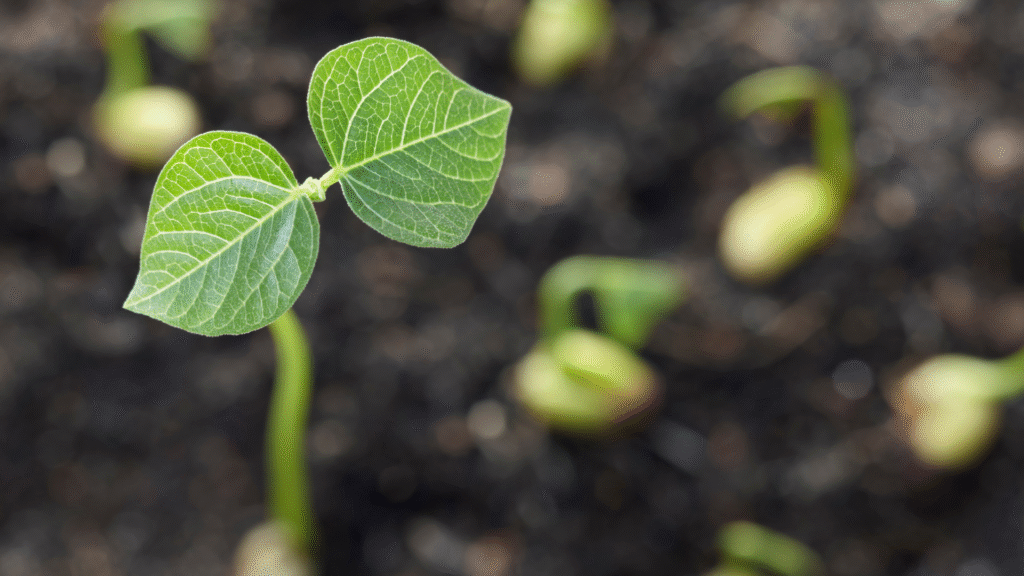 Early seed germination; two leaves, short stalk. Result of smart farming solution.