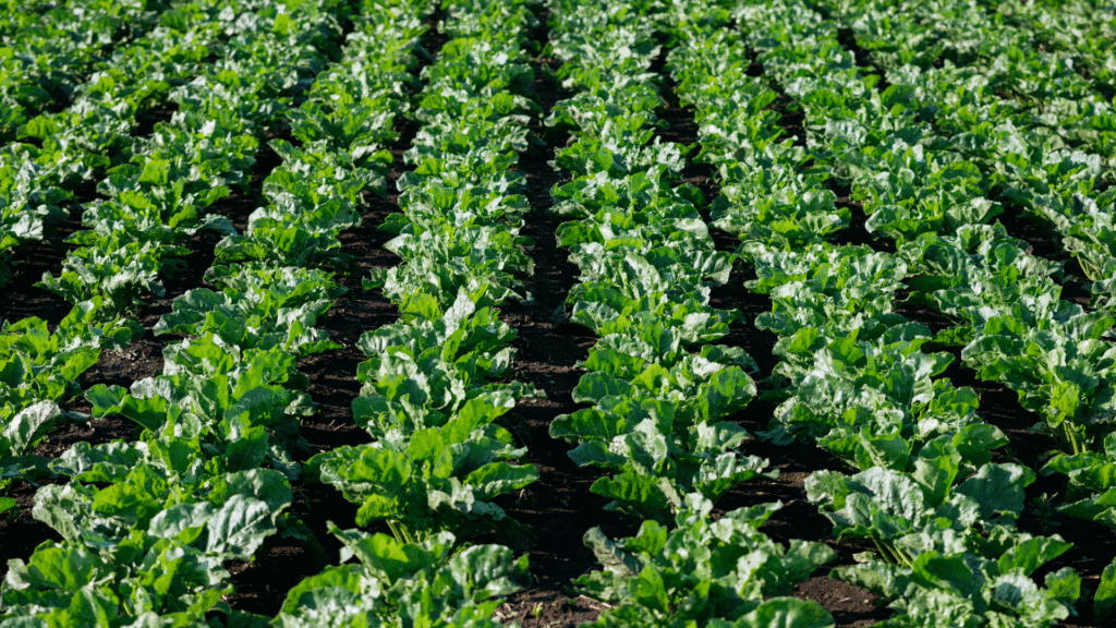 Field of young sugar beets