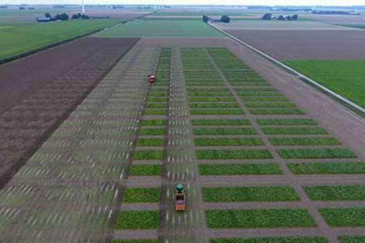 KWS fields with germinating seeds for trial.